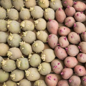 Que faire pour empêcher les pommes de terre de germer pendant le stockage