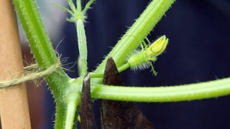 Pourquoi avez-vous besoin de pincer les concombres et comment le faire correctement