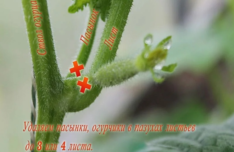 Pourquoi avez-vous besoin de pincer les concombres et comment le faire correctement