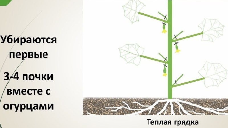 Pourquoi avez-vous besoin de pincer les concombres et comment le faire correctement