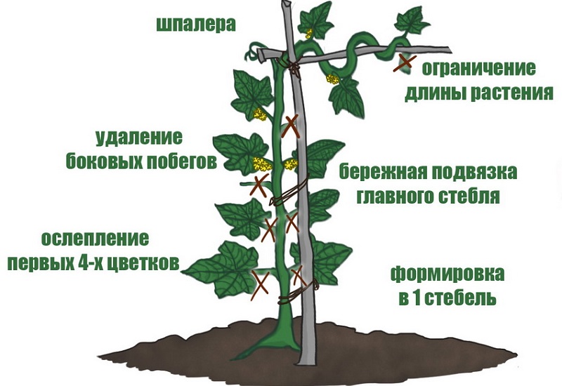 Pourquoi avez-vous besoin de pincer les concombres et comment le faire correctement