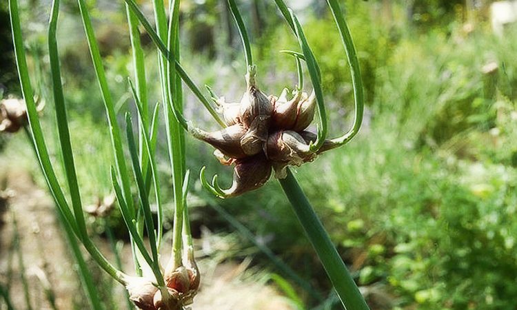 Caractéristiques de plantation et d'entretien de la couchette et de l'arc à plusieurs niveaux