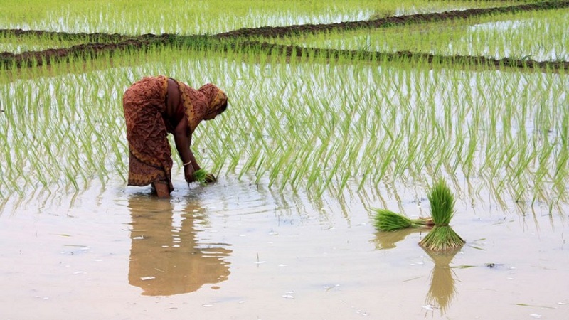 Où et comment le riz pousse et est-il possible de le cultiver à la maison