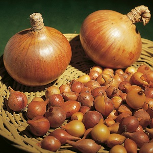 Oignon hybride Hercules: est-il possible de planter avant l'hiver et caractéristiques de culture