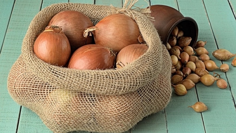 Oignon hybride Hercules: est-il possible de planter avant l'hiver et caractéristiques de culture