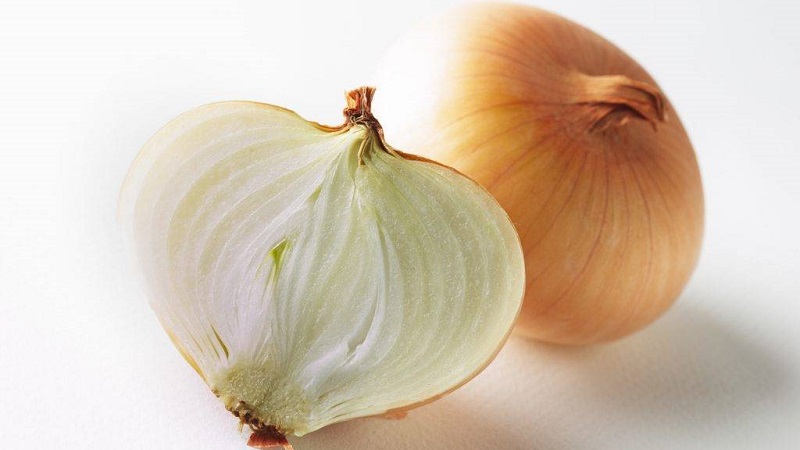 Oignon hybride Hercules: est-il possible de planter avant l'hiver et caractéristiques de culture