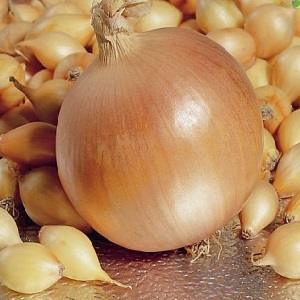 Oignon hybride Hercules: est-il possible de planter avant l'hiver et caractéristiques de culture