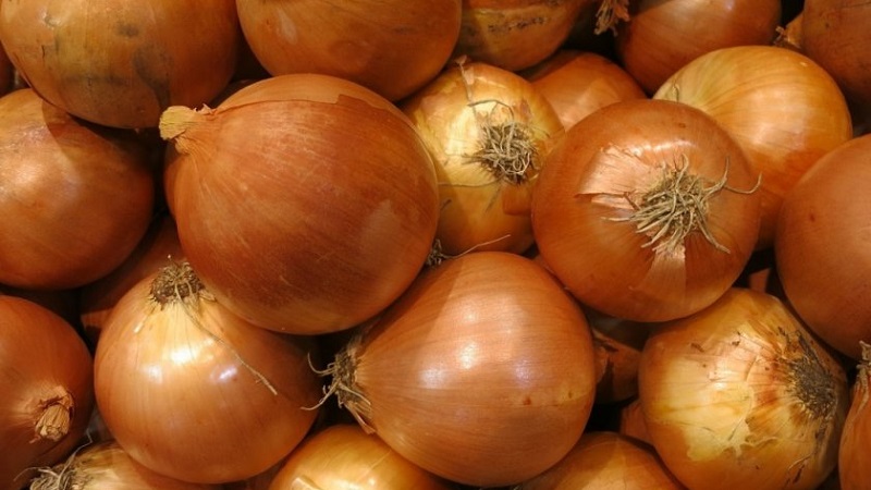 Oignon hybride Hercules: est-il possible de planter avant l'hiver et caractéristiques de culture