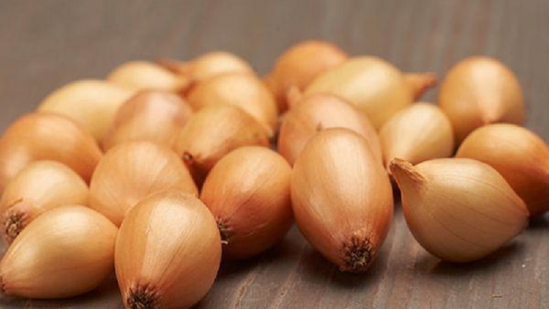 Oignon hybride Hercules: est-il possible de planter avant l'hiver et caractéristiques de culture