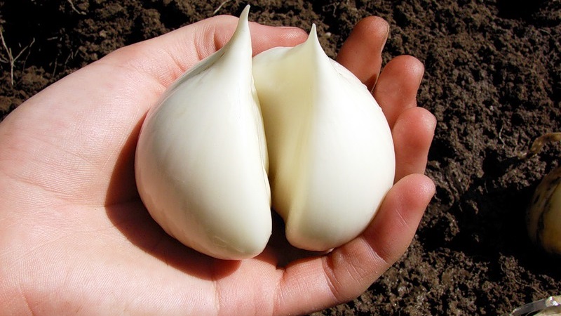 Oignon à l'ail géant Anzur: description et caractéristiques