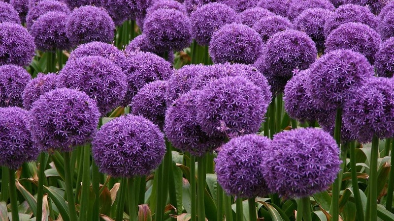 Oignon à l'ail géant Anzur: description et caractéristiques