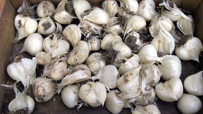 Oignon à l'ail géant Anzur: description et caractéristiques