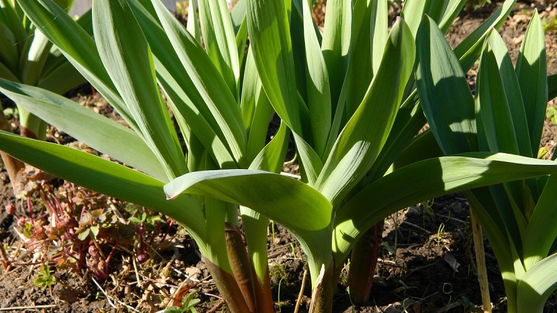 Oignon à l'ail géant Anzur: description et caractéristiques