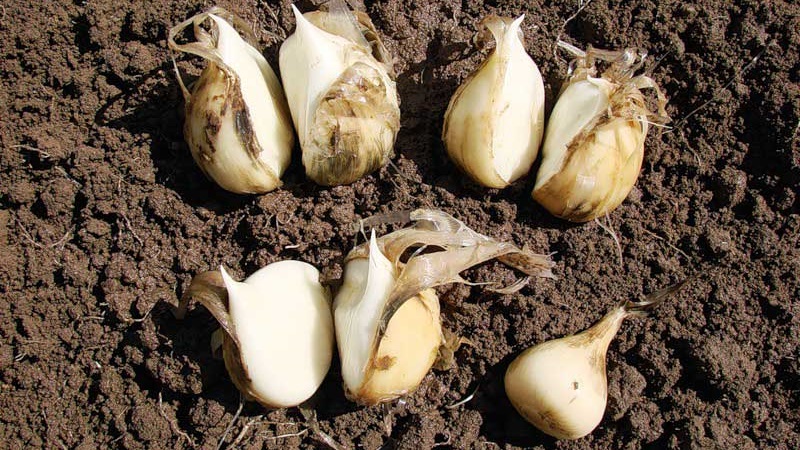 Oignon à l'ail géant Anzur: description et caractéristiques