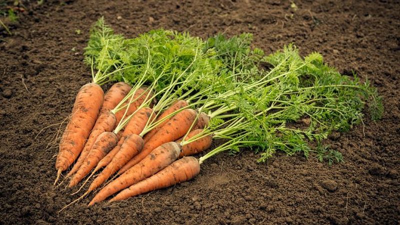 Les principales raisons pour lesquelles les carottes ne poussent pas dans le jardin