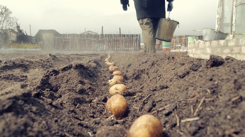 Plantation compétente de pommes de terre pour l'hiver: instructions étape par étape pour les jardiniers novices