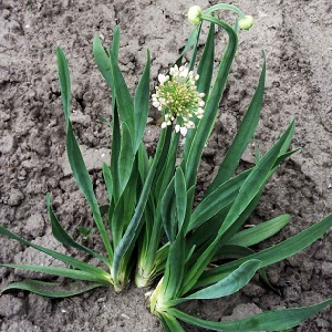 Bave d'oignon résistante au froid
