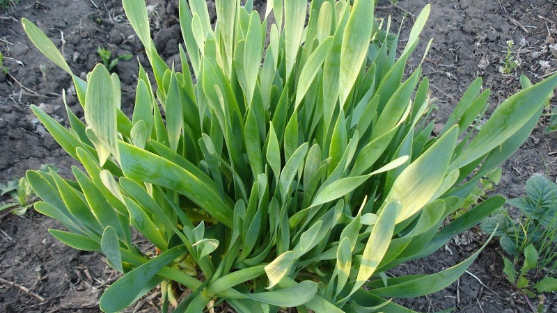 Bave d'oignon résistante au froid