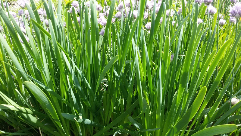 Bave d'oignon résistante au froid