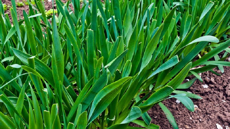 Bave d'oignon résistante au froid