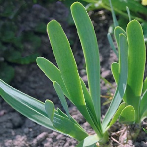 Bave d'oignon résistante au froid