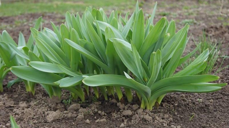Bave d'oignon résistante au froid