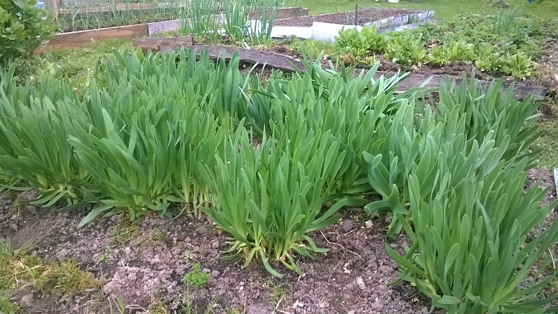 Bave d'oignon résistante au froid