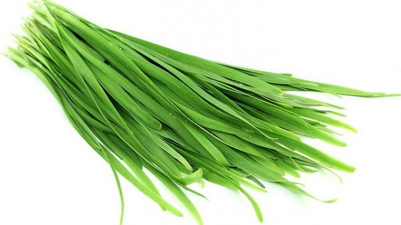 Bave d'oignon résistante au froid