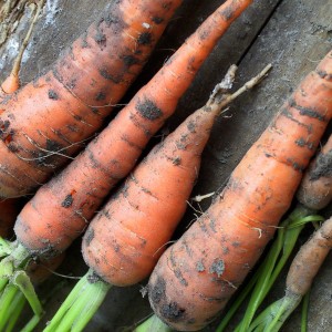 Stockage des carottes en hiver: les meilleures variétés avec une excellente qualité de conservation
