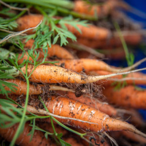Stockage des carottes en hiver: les meilleures variétés avec une excellente qualité de conservation