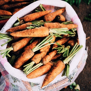 Stockage des carottes en hiver: les meilleures variétés avec une excellente qualité de conservation
