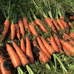 Stockage des carottes en hiver: les meilleures variétés avec une excellente qualité de conservation