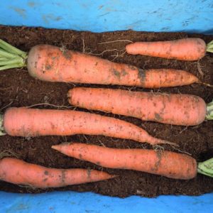 Stockage des carottes en hiver: les meilleures variétés avec une excellente qualité de conservation