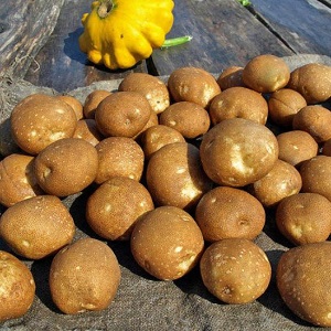 Variété de pommes de terre idéale pour les pommes de terre en purée