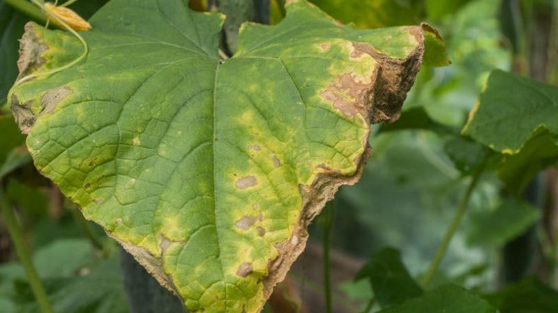 Comment traiter le mildiou sur les concombres: schémas thérapeutiques