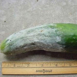 Comment traiter le mildiou sur les concombres: schémas thérapeutiques