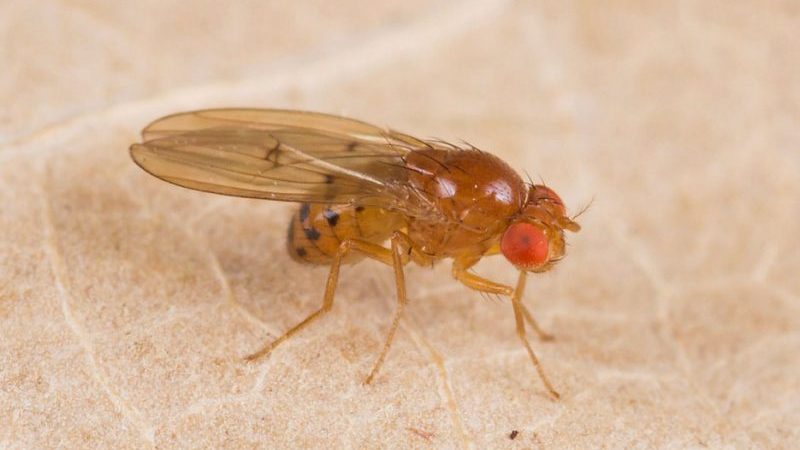 Comment lutter contre la teigne de la pomme de terre et gagner