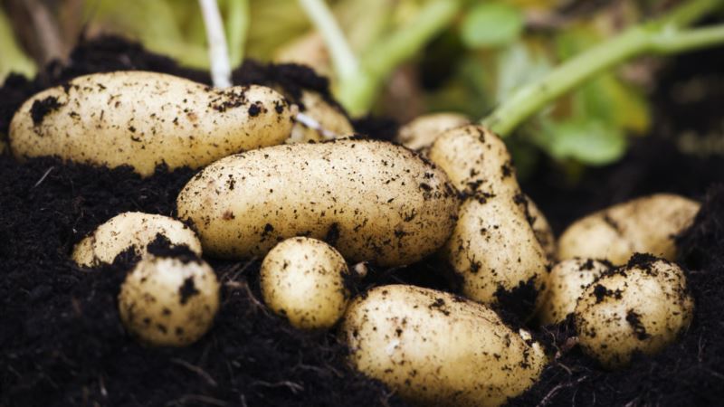 Comment lutter contre la teigne de la pomme de terre et gagner