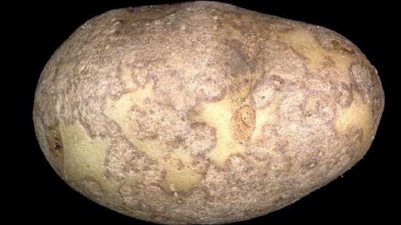 Comment gérer la tavelure sur les pommes de terre et soigner la terre