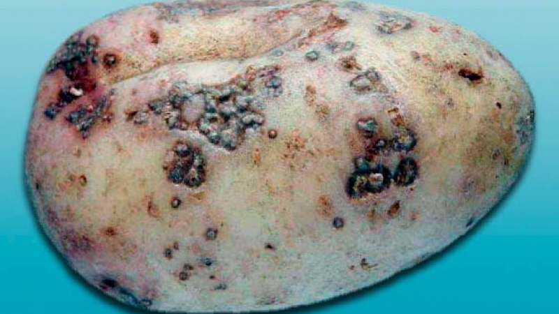 Comment gérer la tavelure sur les pommes de terre et soigner la terre