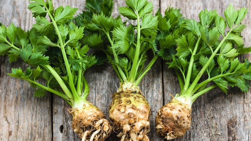 Comment manger du céleri pour perdre du poids