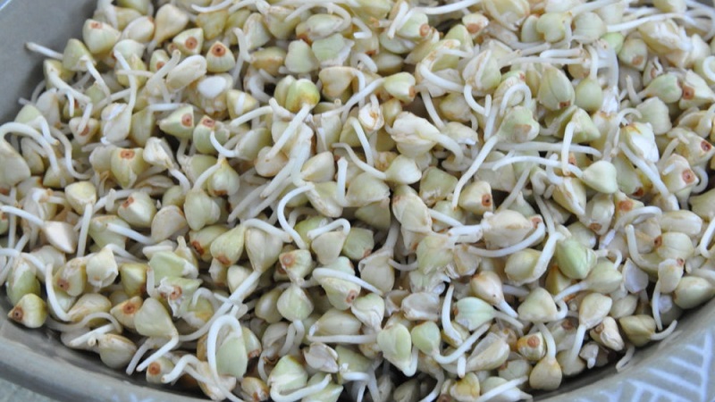 Comment faire cuire le sarrasin vert pour perdre du poids: différentes méthodes de traitement et les meilleures recettes