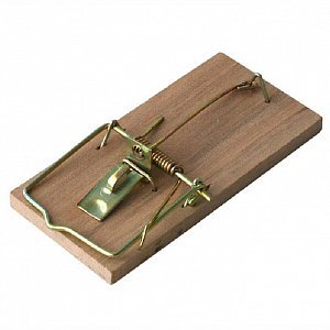 Comment se débarrasser des souris et des rats qui rongent les pommes de terre dans la cave