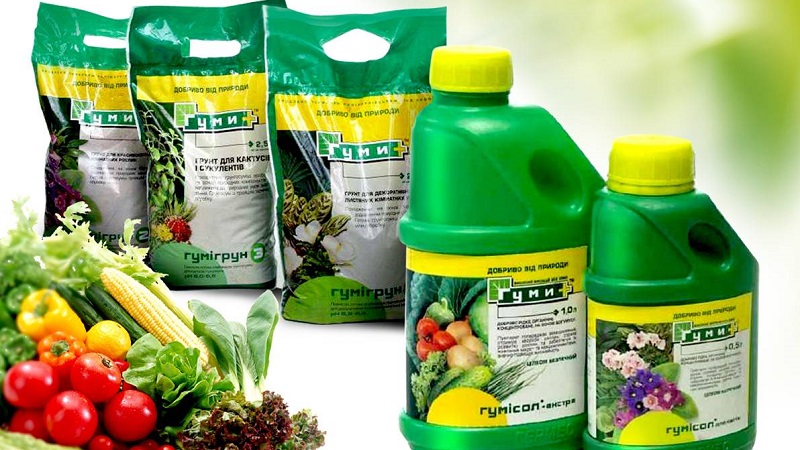 Comment, quand et comment nourrir le persil pour la croissance: conseils pour les jardiniers débutants