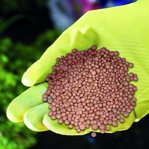 Comment, quand et comment nourrir le persil pour la croissance: conseils pour les jardiniers débutants