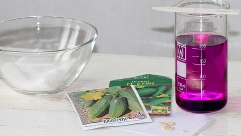 Comment planter correctement des concombres pour les semis et quand il vaut mieux le faire