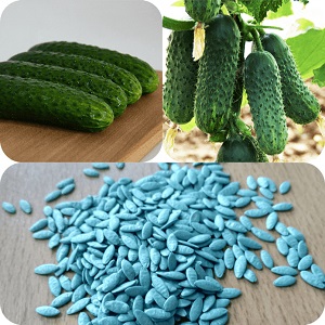 Comment planter correctement des concombres pour les semis et quand il vaut mieux le faire