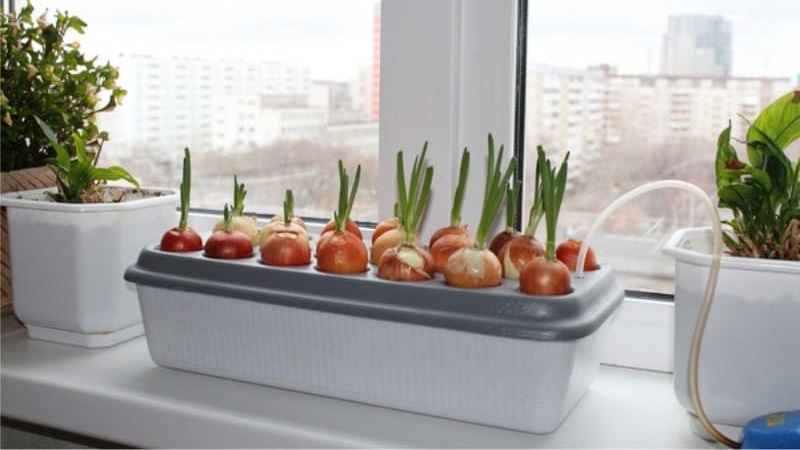 Comment faire pousser des oignons verts sur un rebord de fenêtre: un guide étape par étape pour les débutants