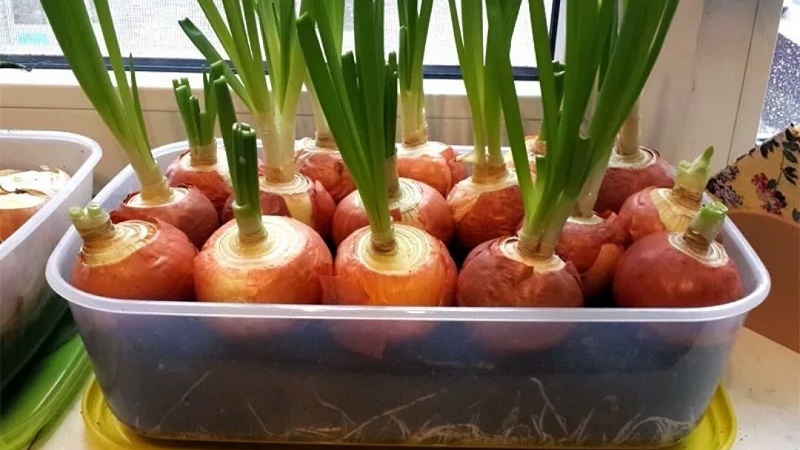 Comment faire pousser des oignons verts sur un rebord de fenêtre: un guide étape par étape pour les débutants