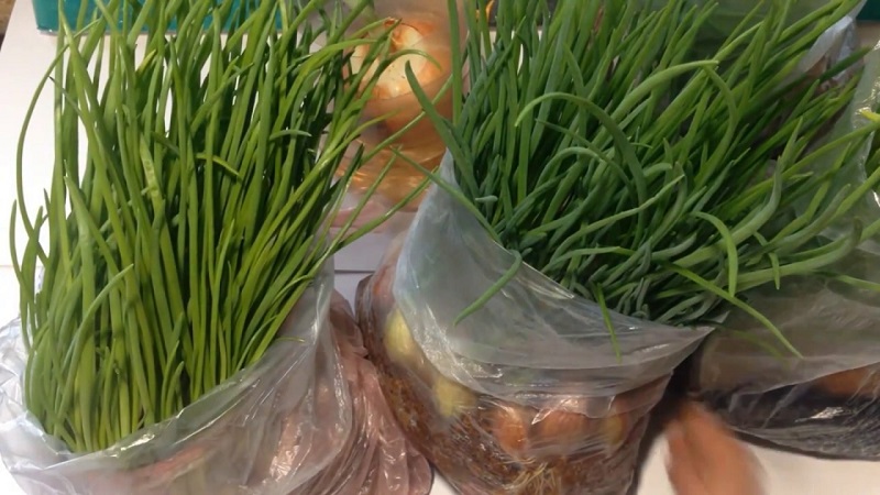 Comment faire pousser des oignons verts sur un rebord de fenêtre: un guide étape par étape pour les débutants